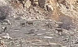 Malatya'da onlarca yaban keçisi sürü halinde görüntülendi