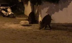 Marmaris'te yaban domuzları ilçe merkezinde görüntülendi