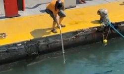 Nesli tehlike altındaki balığı limanda zıpkınla vurdular