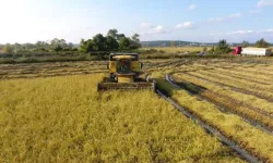 Sinop'ta 17 bin 484 dekar alanda çeltik hasadına başlandı