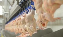 Tavuk eti üretimi Temmuz’da arttı, yumurta üretimi azaldı