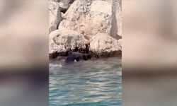 Kayalıklara sıkışan keçi yavrusunu balık tutanlar kurtardı