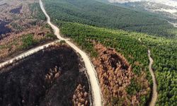 Kastamonu'daki orman yangınlarında 2 bin 736 hektar alan zarar gördü