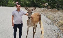 Salda Gölüne inen geyik kamerada