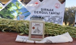 Dergul tahini tescillenince Şırnak'ta susam üretim alanı arttı