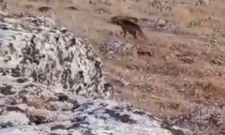 Halfeti'de nesli tükenme tehlikesi altında olan çizgili sırtlan görüldü