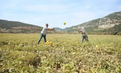 Muğla'da inilerek ulaşılan Karabağlar Yaylası'nda kavun hasadı yapıldı