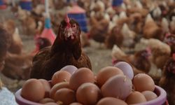 Türkiye'nin ABD'ye yumurta ihracatı, kuş gribinin etkisiyle yüzde 406 arttı