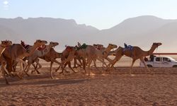 Ürdün'ün Vadi Rum bölgesi "2025 Arap Develer Kupası"na ev sahipliği yaptı