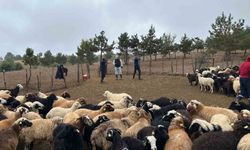 Tokat’ta çobanlara hayvan sağlığı eğitimi