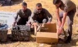 Bitlis’te Keklik ticaretine geçit verilmedi