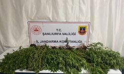 Şanlıurfa’da silah, uyuşturucu ve 196 kök kenevir bitkisi ele geçirildi