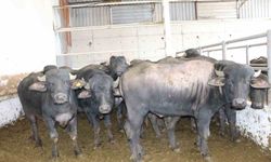 Anadolu mandaları yetiştiricilere teslim edildi