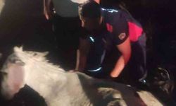 Balçığa saplanan eşek vinçle kurtarıldı