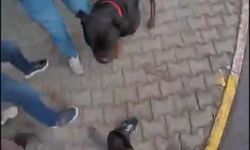 Sokakta ağızlıksız gezdirilen ’Rottweiler’ cinsi köpek dehşet saçtı