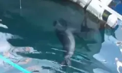 Bodrum'da limanda fok balığı görüntülendi