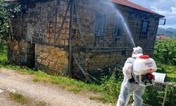 Giresun'da kahverengi kokarcayla mücadele sürüyor
