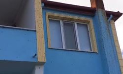 Bartın'da kahverengi kokarca istilası!