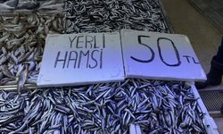 Sinop’ta hamsi fiyatları yarıya düştü