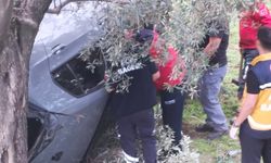 Kontrolü kaybetti zeytin bahçesine uçtu: 2 yaralı