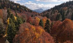 Adana’daki Yirce Kayın Ormanları sonbaharda renk cümbüşüne dönüştü