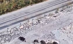 Yüksekova'da domuz sürüsü görüntülendi