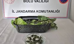 Yolcu otobüsünde 500 yasaklı su kaplumbağası ele geçirildi