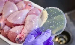 E. Coli bakterisi taşıyan et ürünlerinin idrar yolu enfeksiyonlarına neden olabileceği ortaya çıktı