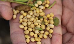 ABD-Çin ticari gerilimine soya fasulyesi de eklendi