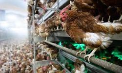 Almanya'da kuş gribi nedeniyle 400 bin kadar kanatlı hayvan itlaf edildi