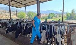 Aydın'da "şap hastalığı" nedeniyle 34 mahallede karantina başlatıldı