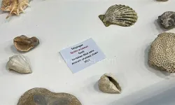 Ailesiyle birlikte topladığı 5 bine yakın fosille müze kurdu