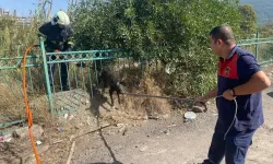 Demir korkuluğa sıkışıp mahsur kalan köpeği itfaiye kurtardı