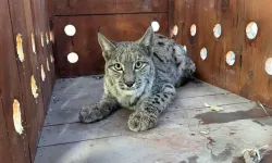 Giresun'da düştüğü su kanalından kurtarılan vaşak tedavisinin ardından doğaya bırakıldı