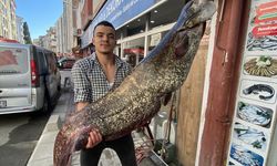 Tekirdağ'da 70 kilogramlık yayın balığı yakalandı