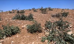 İsrailliler işgal altındaki Batı Şeria’da Filistinlilere ait araçları yaktı, zeytin ağaçlarını söktü