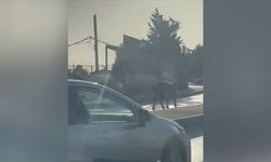 Ümraniye'de küçükbaş hayvanın trafiği tehlikeye düşürdüğü anlar kameraya yansıdı