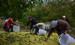 Emekliliğin ardından köyüne dönüp ceviz üretimine başladı