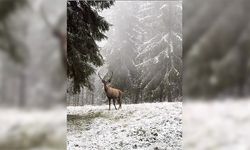 Bolu'da karlı ormanda yürüyen kızıl geyik kamerada