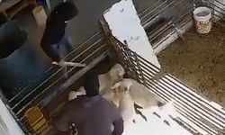 İsraillilerin, Filistinli bir çiftçiye ait kuzu ve koyunlara saldırdığı anlara ait görüntüler ortaya çıktı