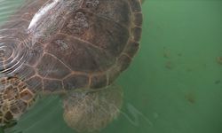 Caretta caretta "Tuba" ikinci dünya turunda 7 bin kilometre katetti