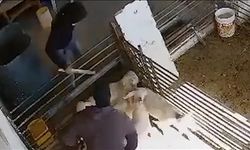 İsraillilerin, Filistinli çiftçinin kuzu ve koyunlara saldırısında görüntüler ortaya çıktı