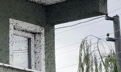 Kahverengi kokarcaların sardığı bina adeta renk değişti