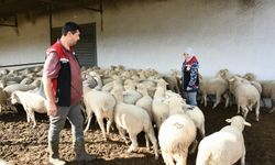 Aliağa’da Üreticiye Destek Sürüyor: Hibeli Koyun ve Koçlar Üreticilere Teslim Edildi