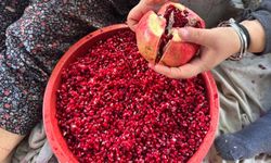 Geleneksel yöntemlerle katkısız üretip kilosunu 600 liradan satıyorlar