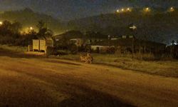 Bartın şehir merkezini çakallar mesken tuttu