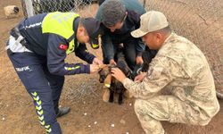 Siirt’te hayvan kazalarının önlenmesi için sürüye "reflektif bant" takıldı