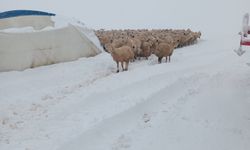 Karın ağırlığına dayanamayan çadır çöktü, 8 koyun telef oldu