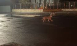 Kars'ta kurtlar şehir merkezine indi