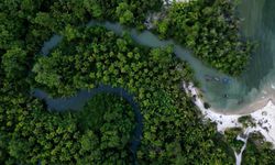 BM orman uzmanları Brezilya'da düzenlenecek iklim zirvesi öncesinde dünyaya çağrıda bulundu